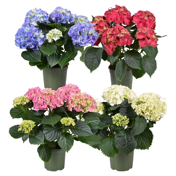 <h4>Hydrangea macrophylla gemengd</h4>