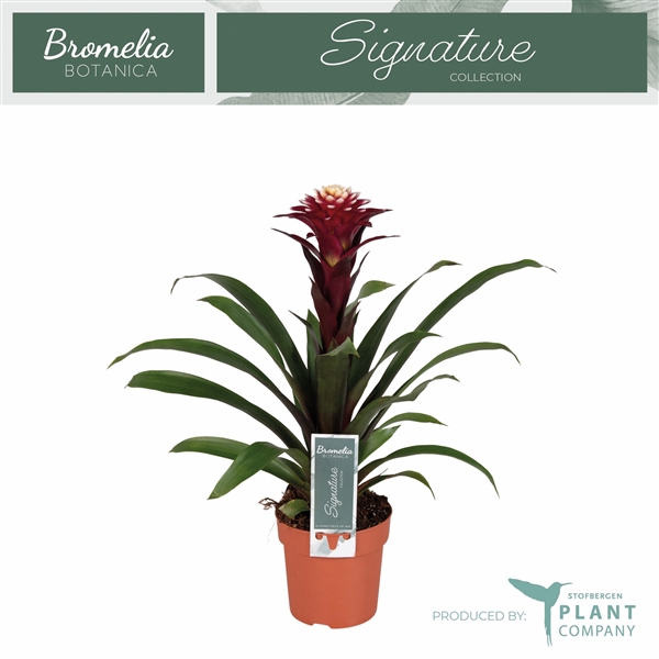 <h4>Guzmania 'Francesca'</h4>