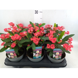 Euphorbia milii 'Maxi Olympia'