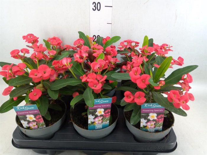 <h4>Euphorbia milii 'Maxi Olympia'</h4>