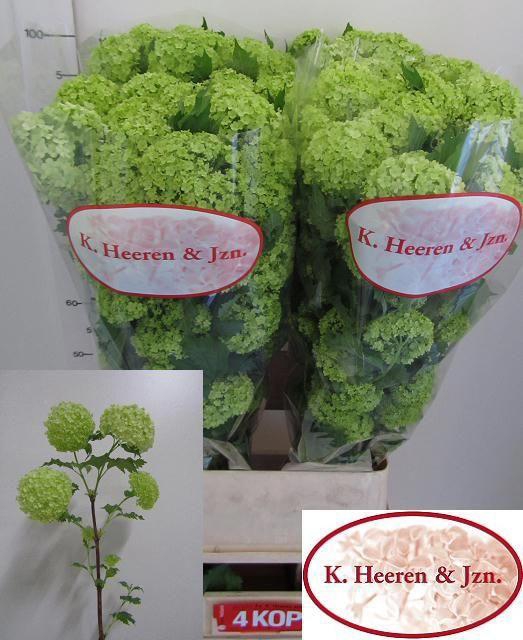 <h4>VIBURNUM ROSEUM ST 4 KOP</h4>