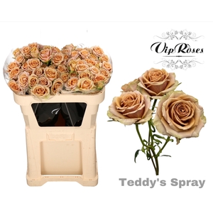 R TR TEDDY'S