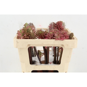 VELTHEIMIA BRACTEATA