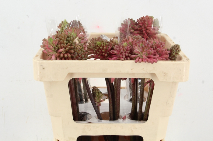 <h4>VELTHEIMIA BRACTEATA</h4>