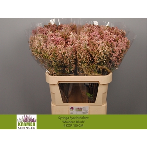 SYR HY MAIDENS BLUSH