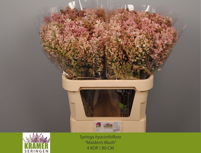 <h4>SYR HY MAIDENS BLUSH</h4>