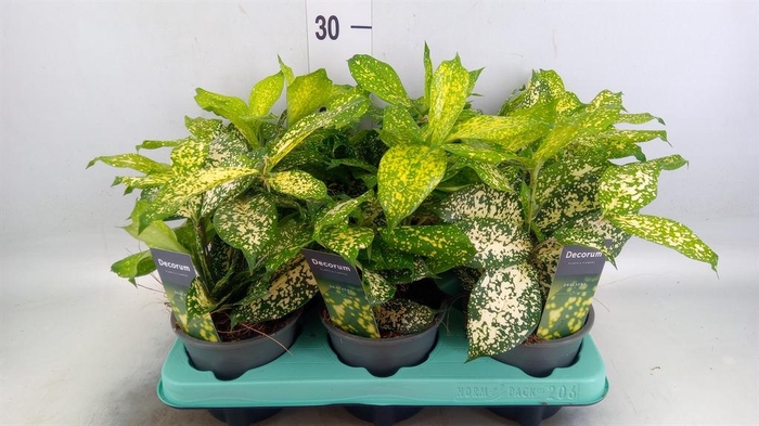 <h4>Dracaena surculosa 'Florida Beauty'</h4>