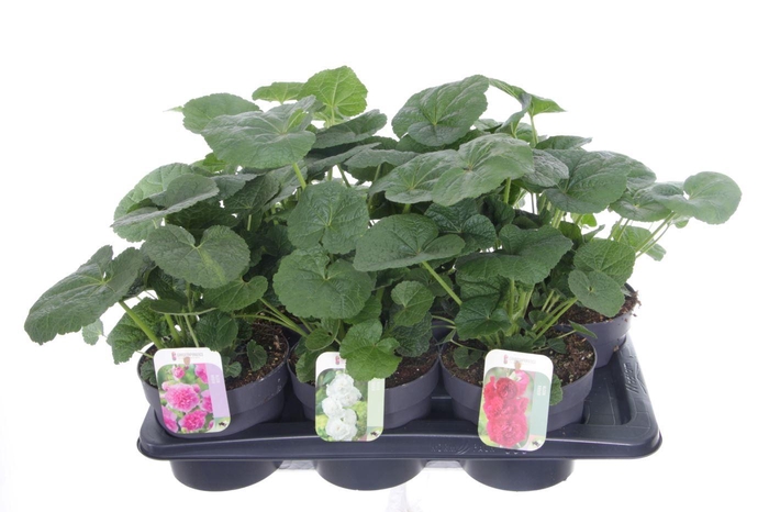 <h4>Alcea rosea Chart. Double Mix</h4>