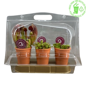 Vleesetende planten in 7 cm terracotta pot in blister x3