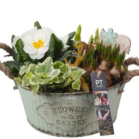 <h4>PTBM3773 Arrangement Flower Bulbs Mix in metalen pot</h4>