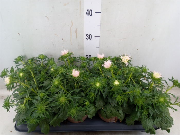 <h4>Callistephus chin. 'Starlight Pink'</h4>