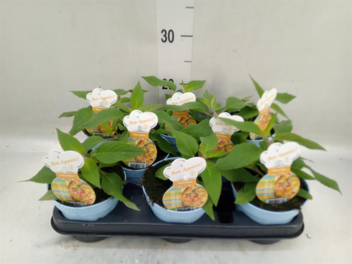 <h4>Tuinkruiden ...</h4>