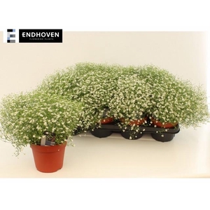 GYPS M FLEUR WHITE
