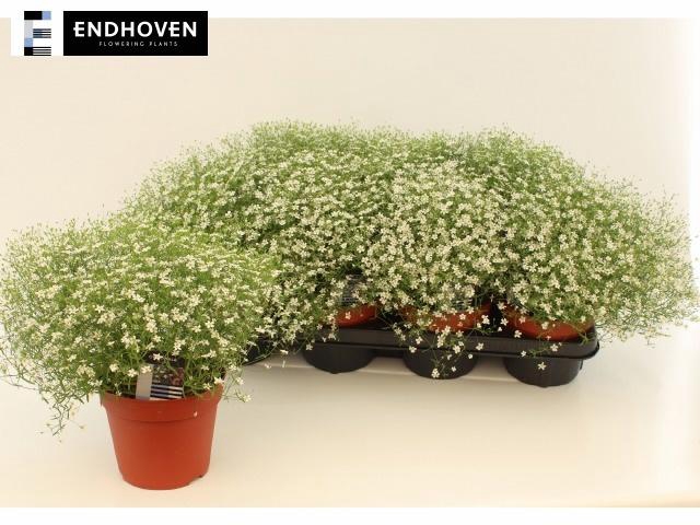 <h4>GYPS M FLEUR WHITE</h4>