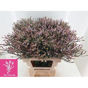 LIMONIUM SIN NIKITA DIAMOND