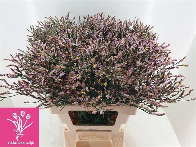 LIMONIUM SIN NIKITA DIAMOND