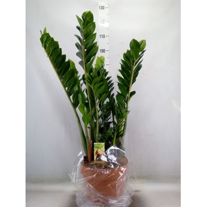 Zamioculcas zamiifolia
