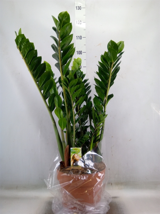 <h4>Zamioculcas zamiifolia</h4>