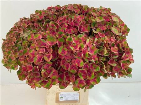 <h4>Hydr M Mag Charlotte Red</h4>