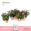 Rosa Amorosa Infinity Soft Pink
