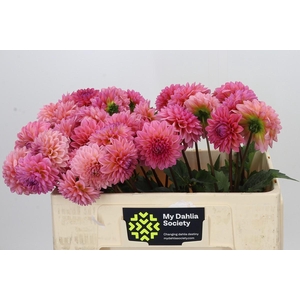 Dahlia Doris Duke