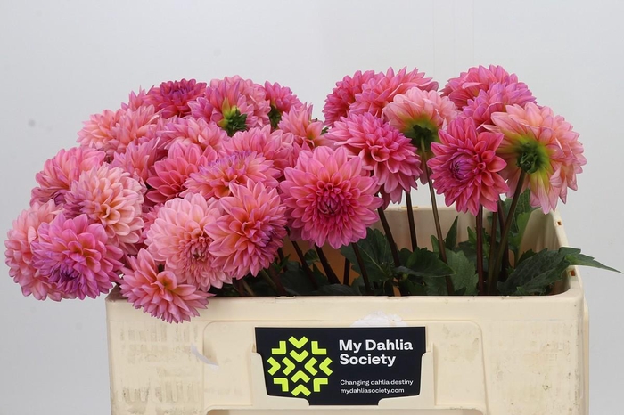 <h4>Dahlia Doris Duke</h4>
