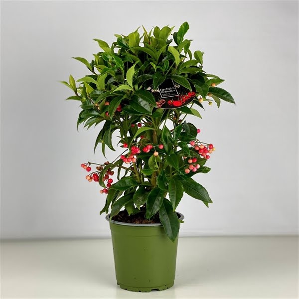 <h4>Ardisia crenata Lichtere Besbezetting Budget 2024</h4>