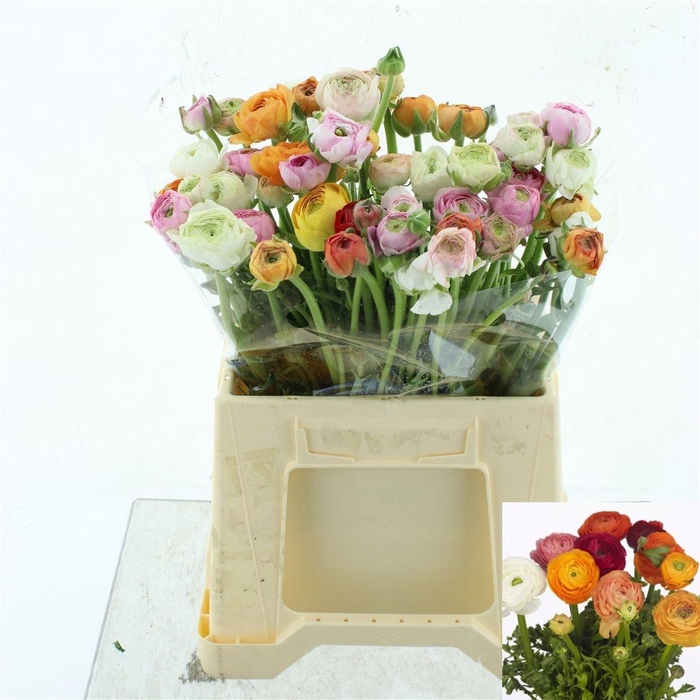 <h4>RAN GEM IN BOS</h4>