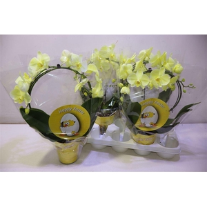 arr8 Phal Wonder Yellow Mirror