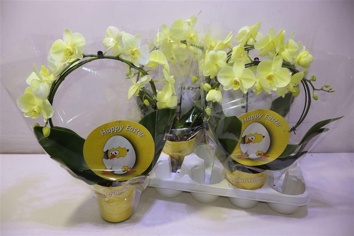 <h4>arr8 Phal Wonder Yellow Mirror</h4>