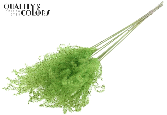 <h4>Miscanthus 5 pcs/bunch Mint Green</h4>