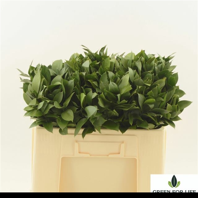 <h4>RUSCUS HYPOPHYLLUM</h4>