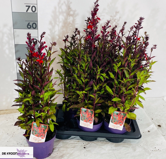 <h4>LOBE SP STAR SCARLET</h4>