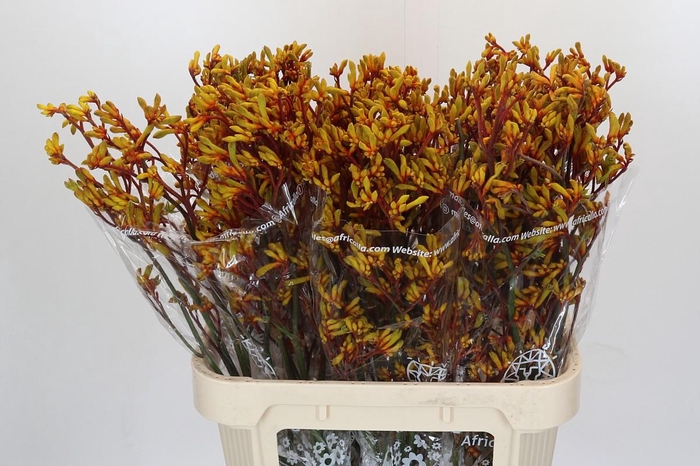 <h4>Anigozanthos Gold Fever</h4>