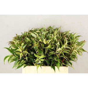 Leucothoe Rainbow Groen