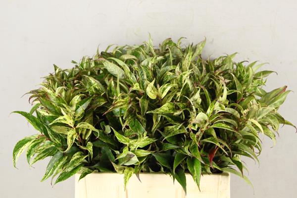 Leucothoe Rainbow Groen