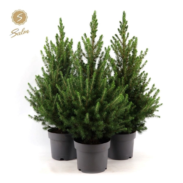 Picea gl. 'December'® P19 50/60