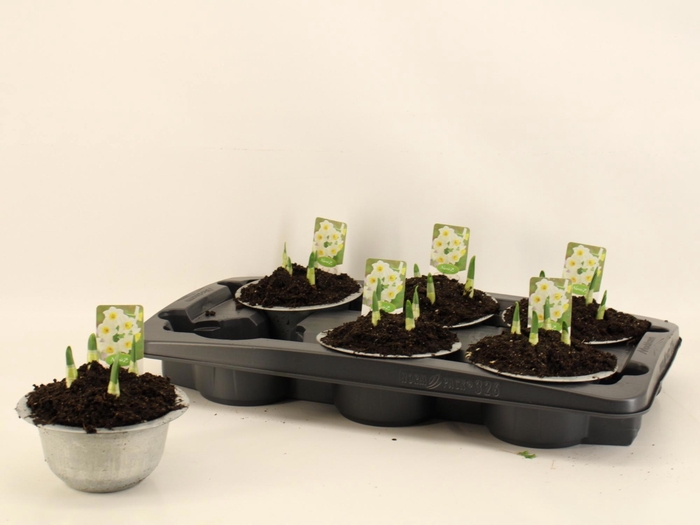 <h4>NARC TA GERANIUM</h4>