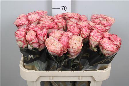 <h4>R Gr Country Candy</h4>