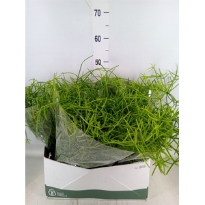 Rhipsalis   ...