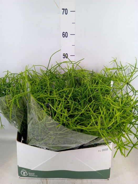 <h4>Rhipsalis   ...</h4>
