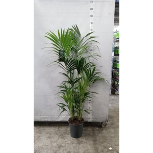 Howea forsteriana