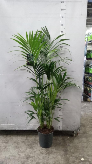 <h4>Howea forsteriana</h4>