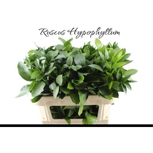 RUSCUS HYPOPHYLLUM