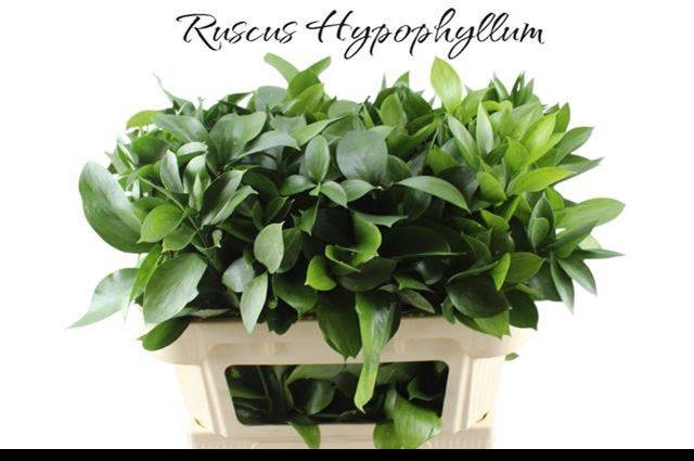 <h4>RUSCUS HYPOPHYLLUM</h4>