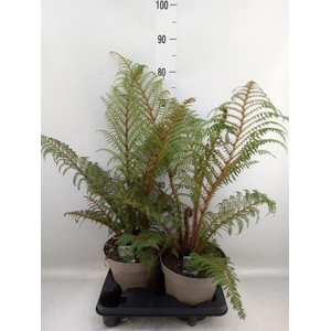 Cyathea tomentosissima