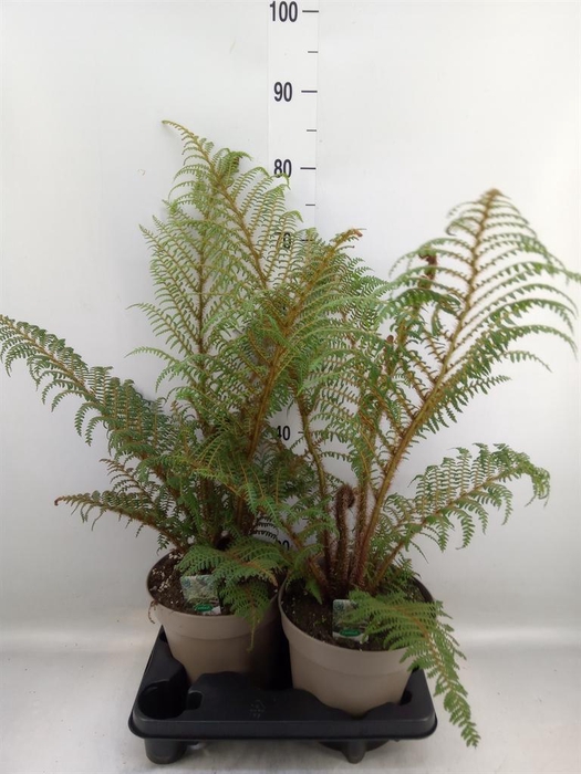 <h4>Cyathea tomentosissima</h4>