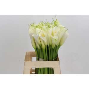 Zantedeschia Eydolls White