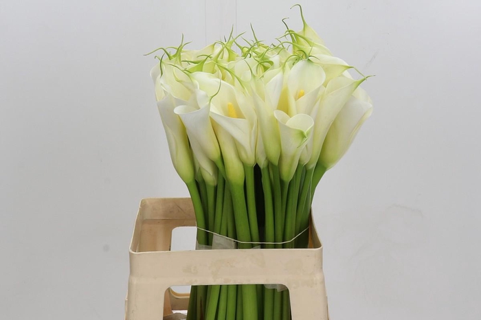 <h4>Zantedeschia Eydolls White</h4>