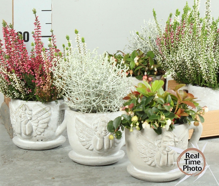 <h4>ARR TUINPLANTEN</h4>